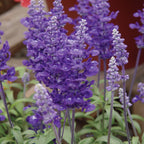 Cathedral™ Deep Blue Salvia