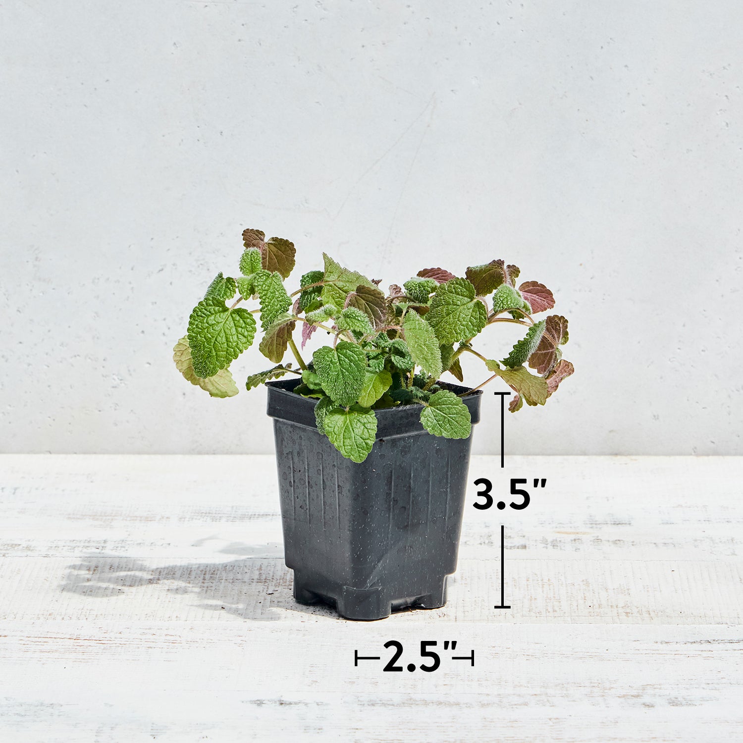 Mandarina Lemon Balm