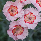 Georgia Peach Pie Dianthus