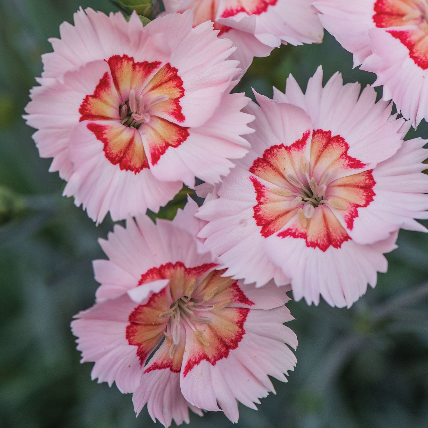 Georgia Peach Pie Dianthus