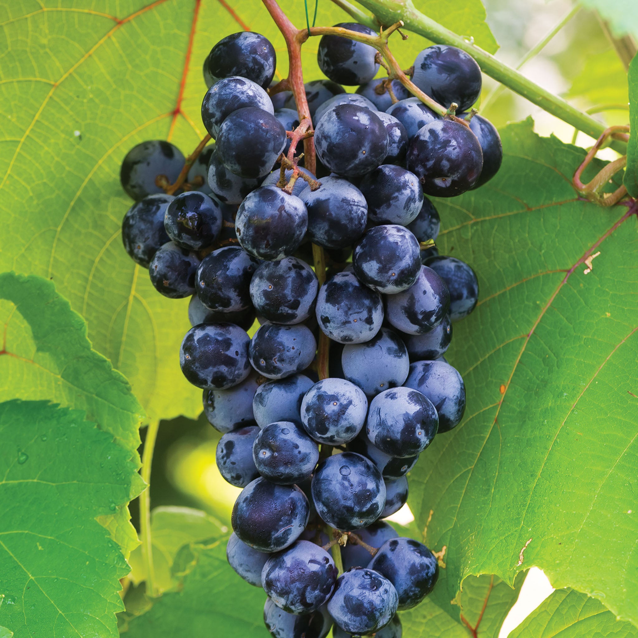Concord Grape