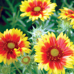 Arizona Sun Gaillardia