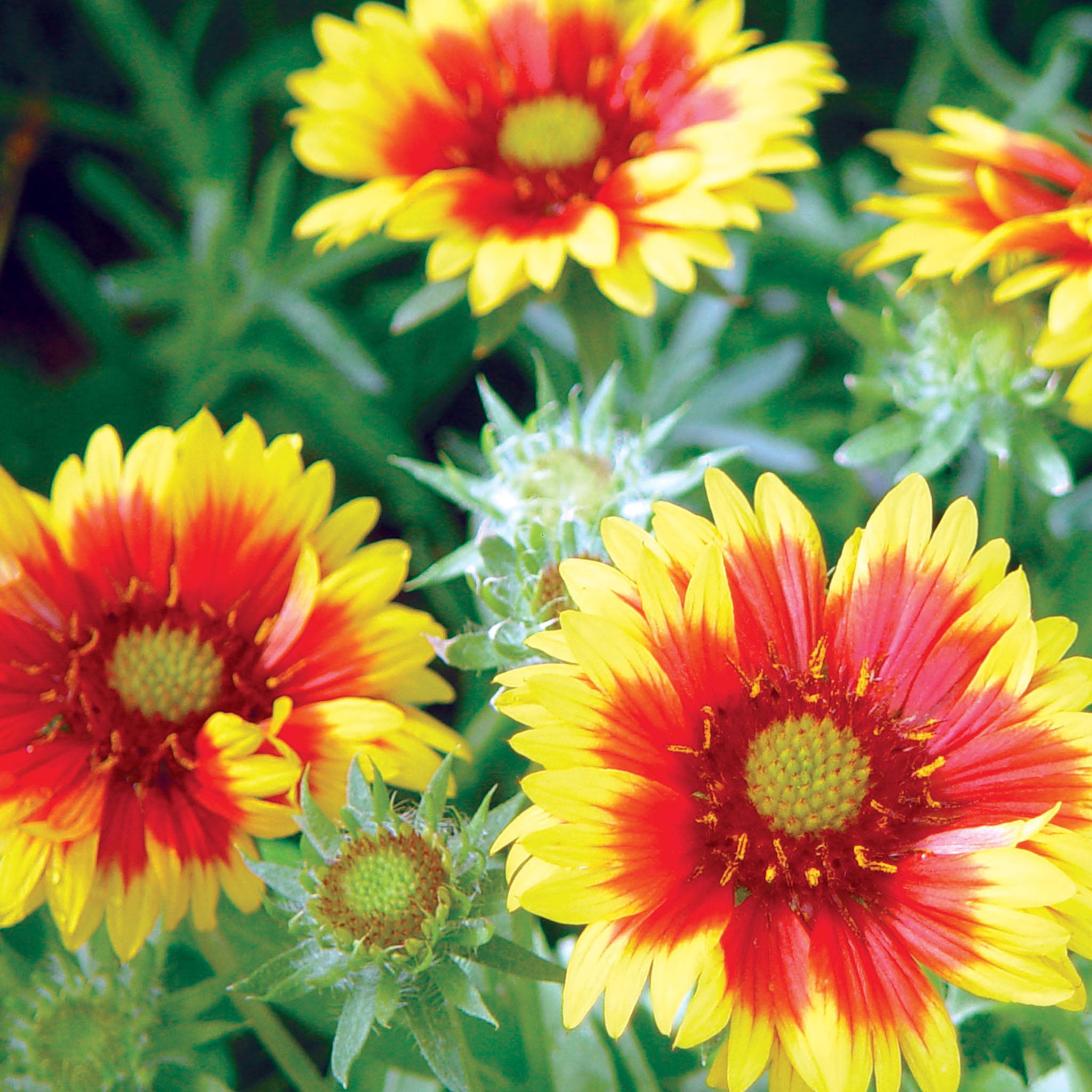 Arizona Sun Gaillardia