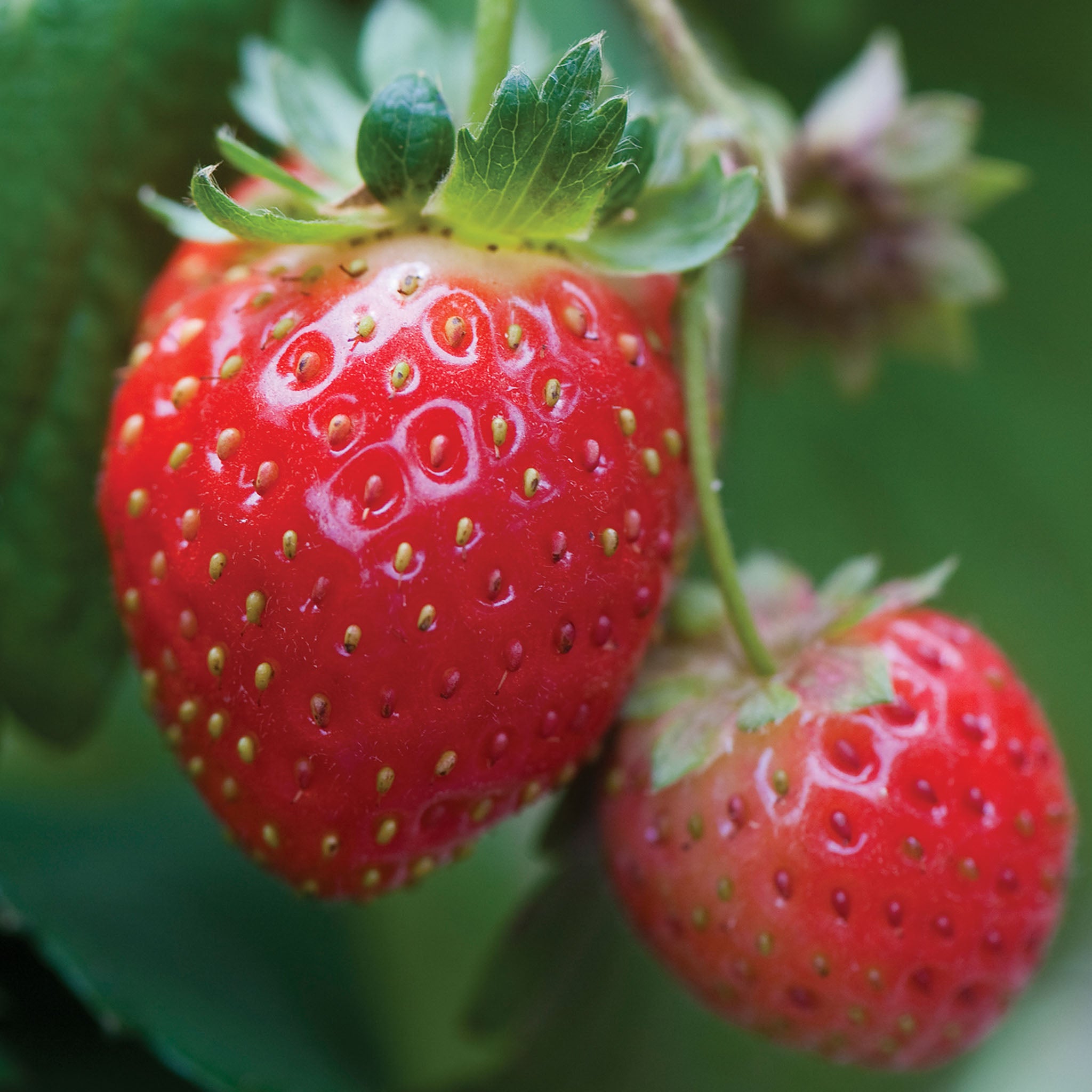 Mara Des Bois Strawberry Bare Roots