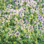 Common Thyme