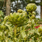 Imperial Star Artichoke