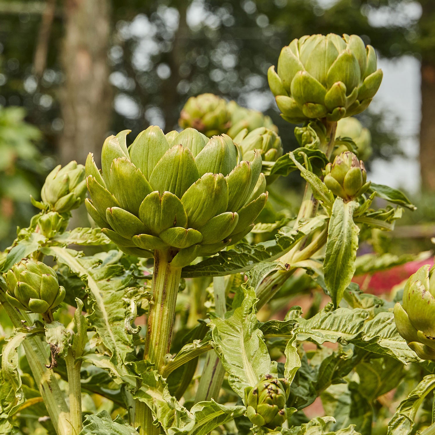 Imperial Star Artichoke