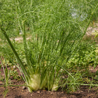 Orion Fennel