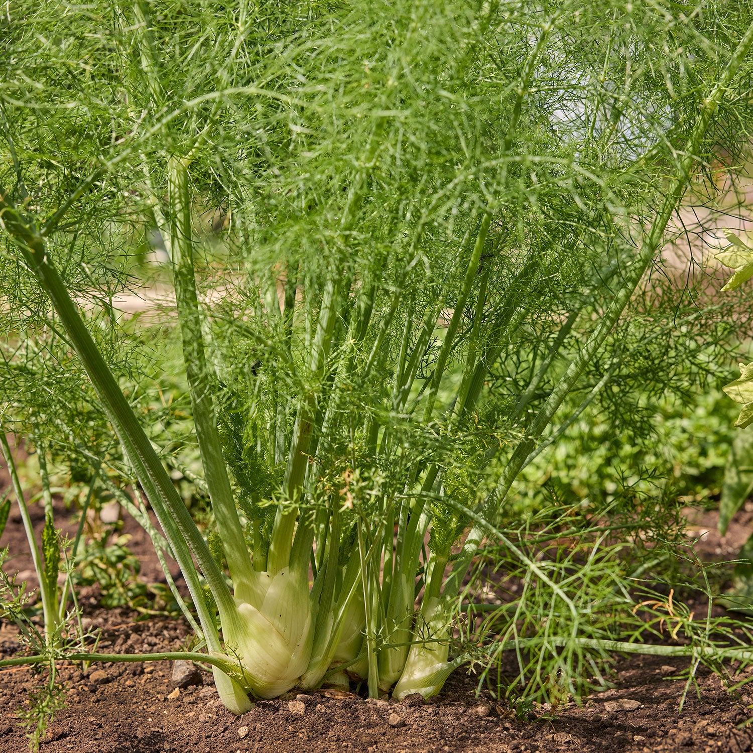 Orion Fennel