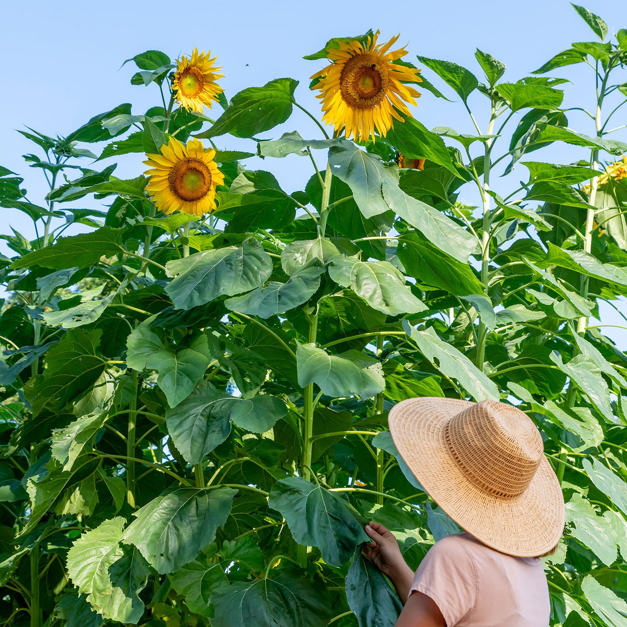 Mammoth Sunflower