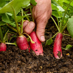 French Dressing Radish