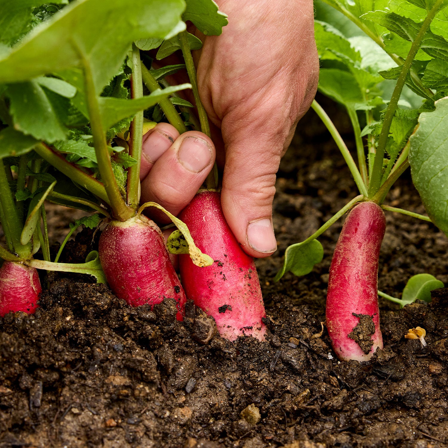 French Dressing Radish