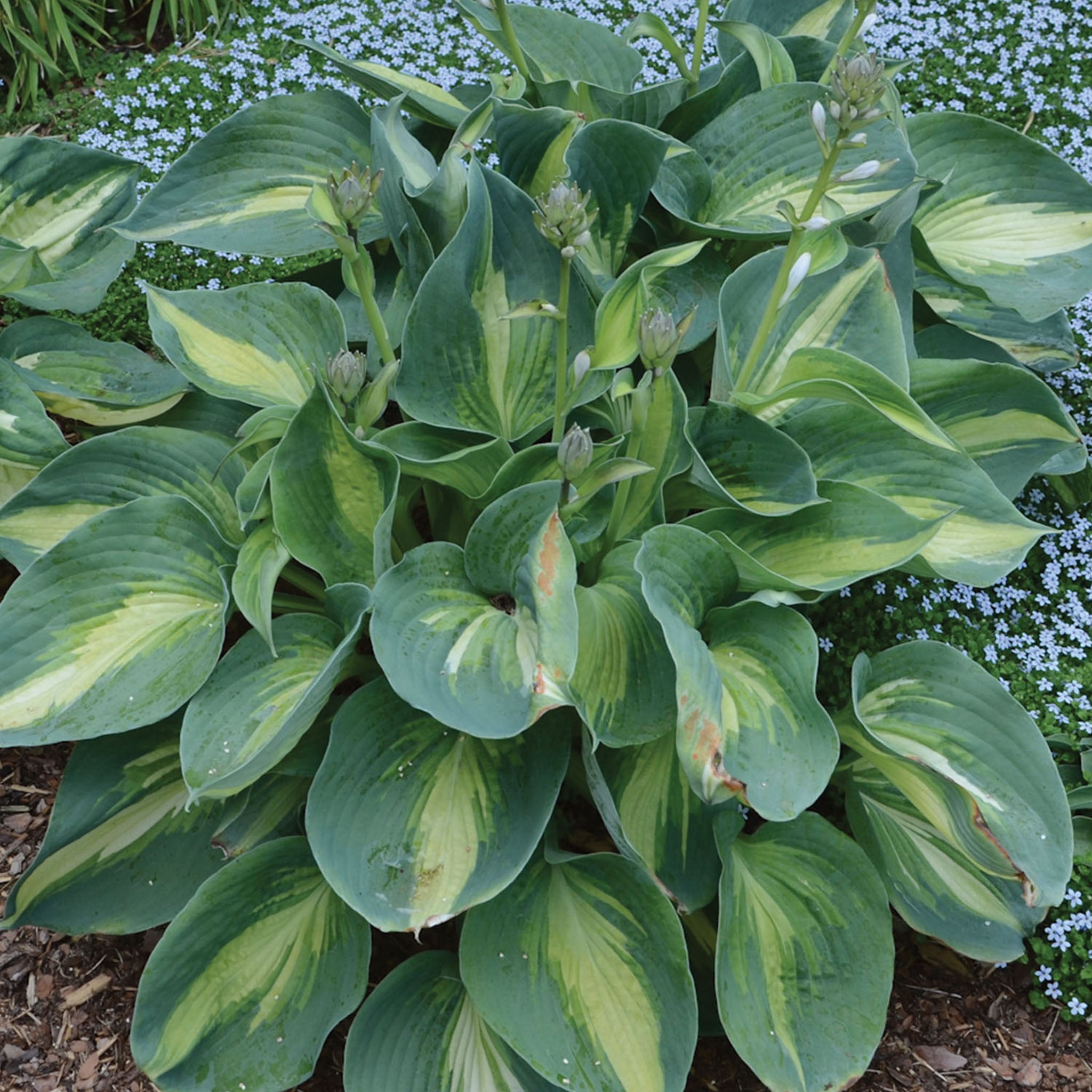 Shadowland® Hudson Bay Hosta Bare Roots