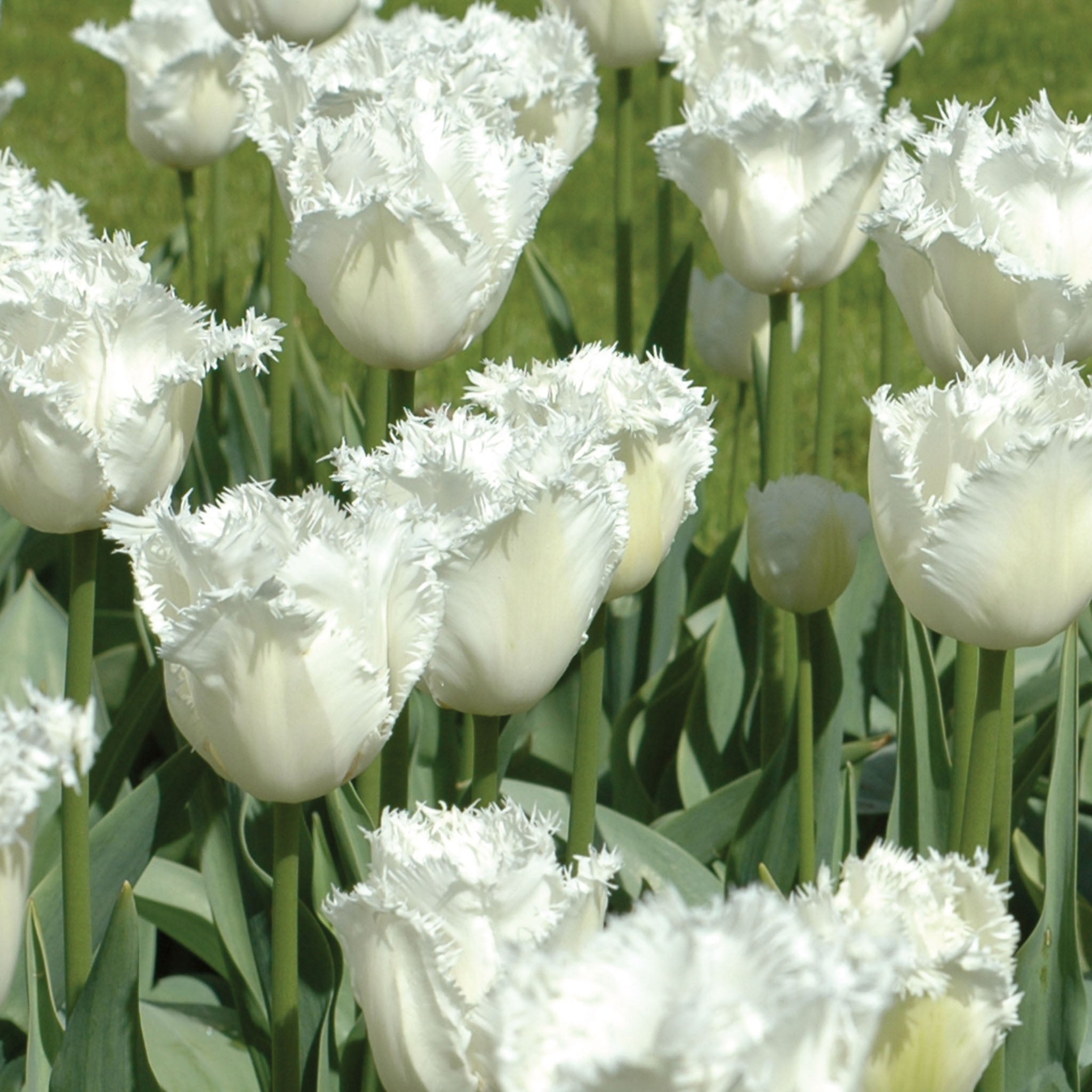 Honeymoon Tulip Bulbs
