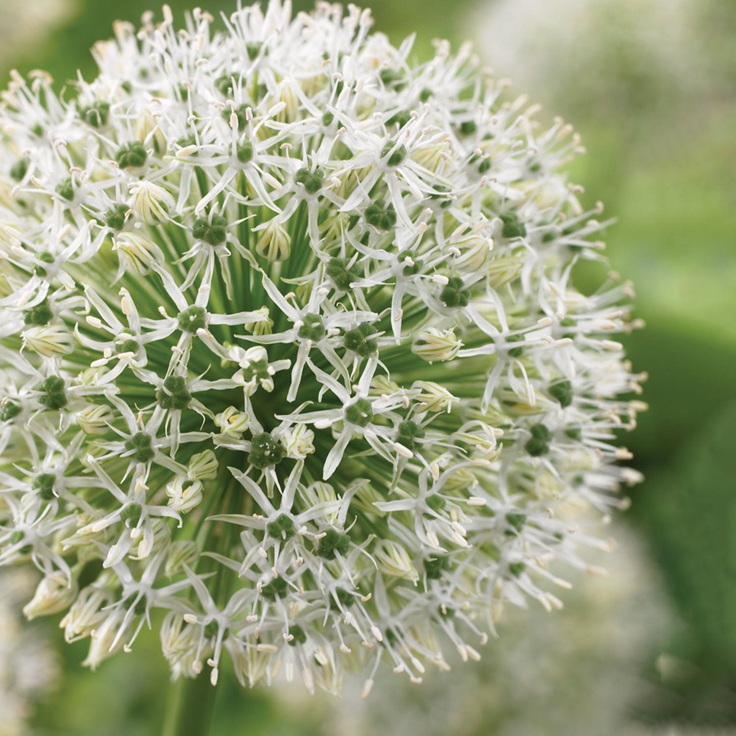 Mount Everest Allium Bulbs