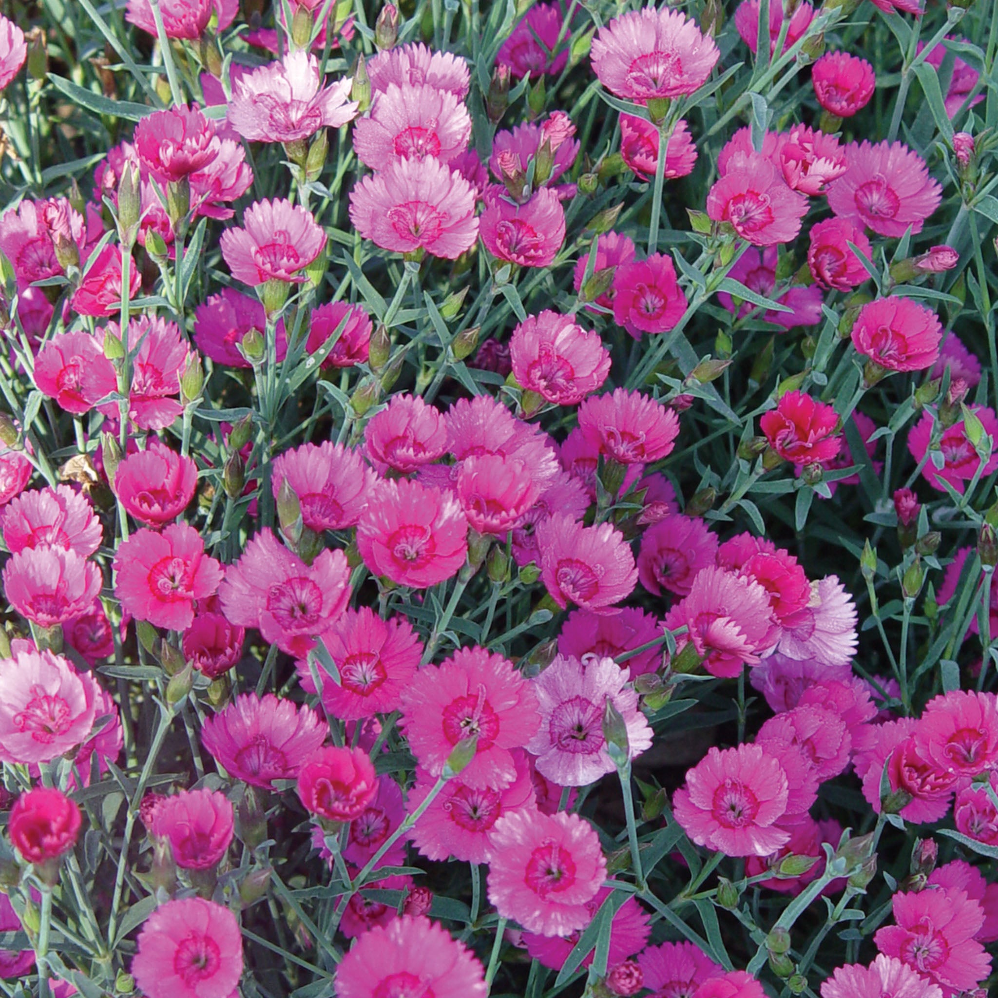 Firewitch Dianthus