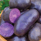 Magic Molly Potato Tubers