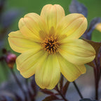 Mystic Illusion Dahlia