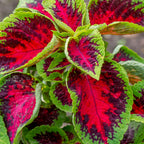 Watermelon Coleus