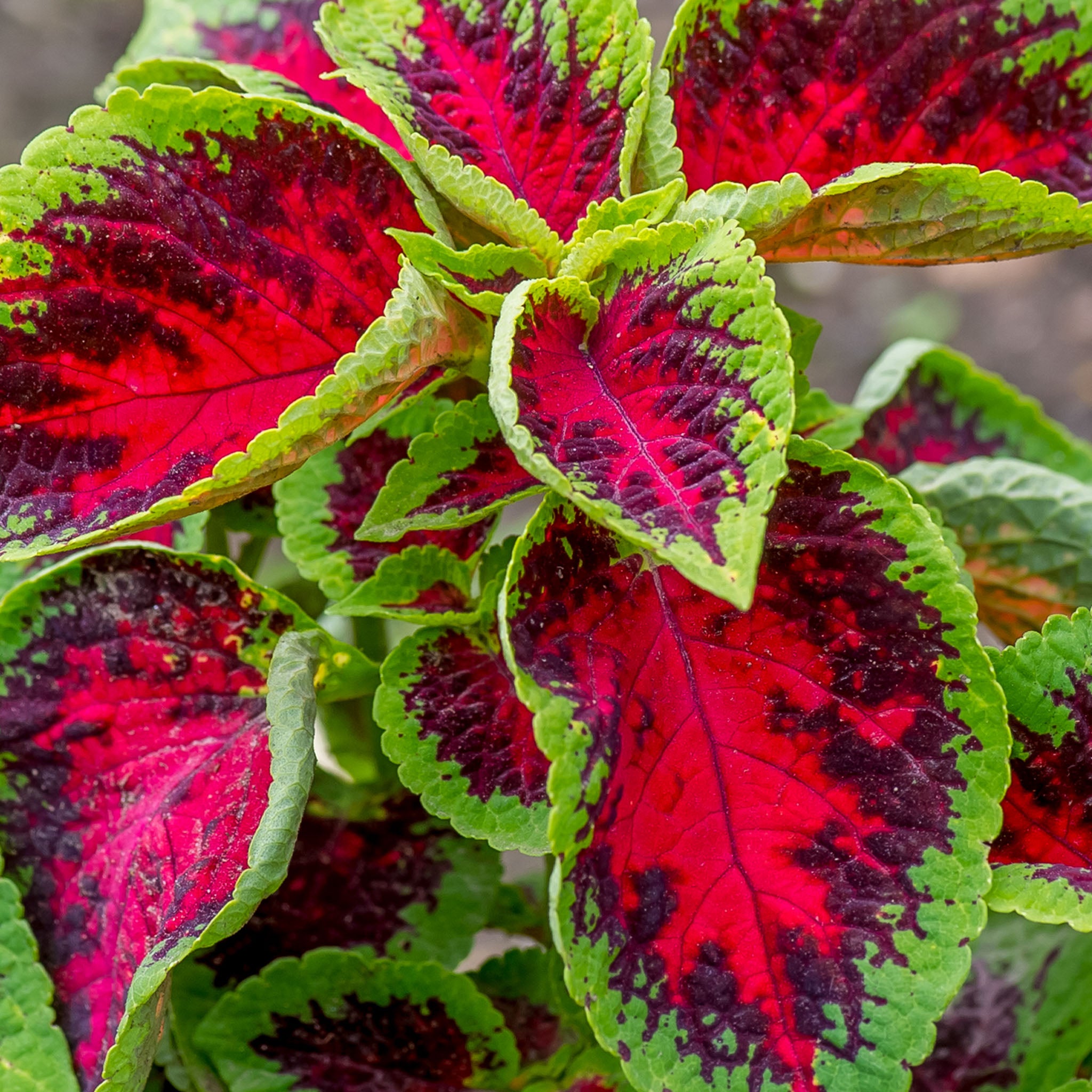 Watermelon Coleus
