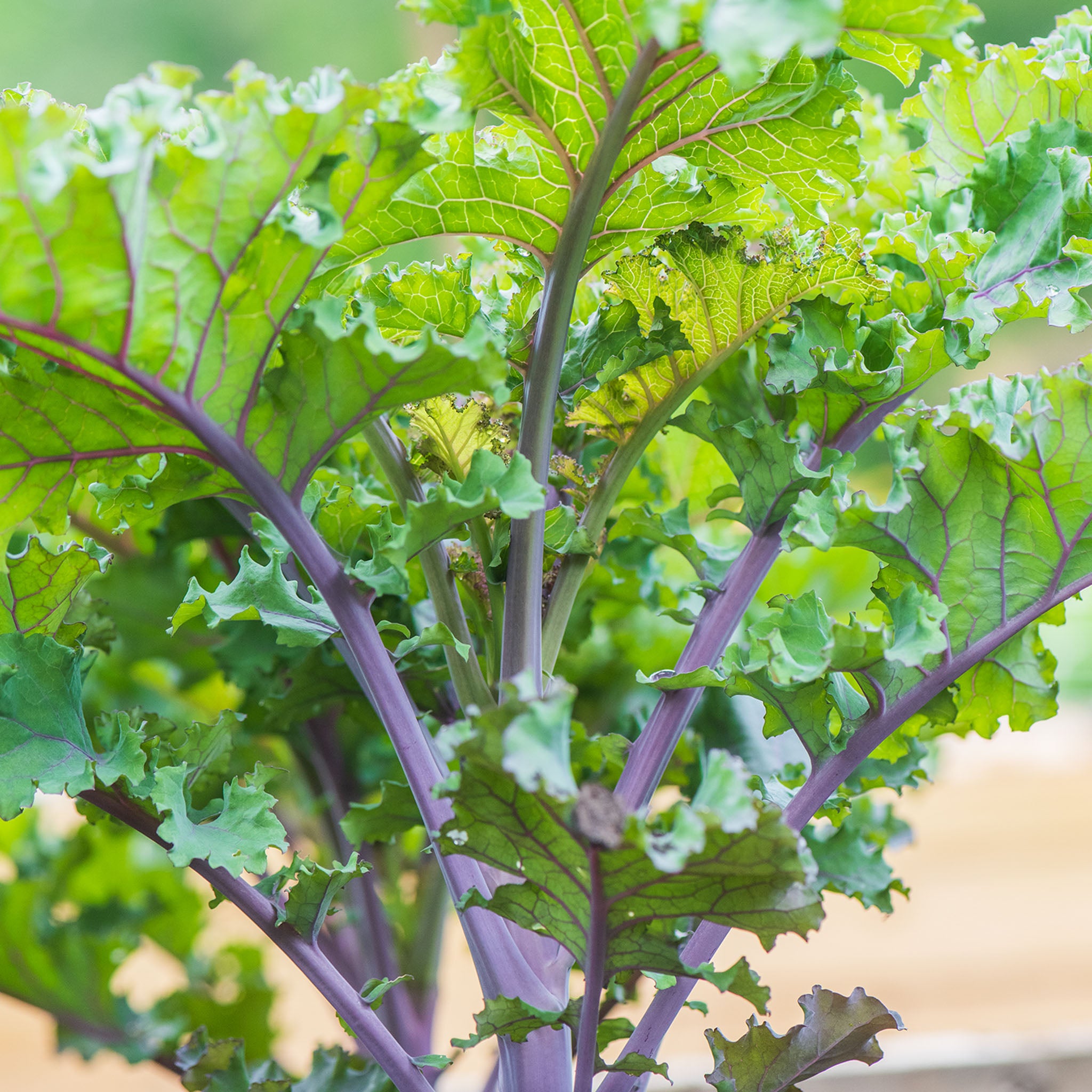 Scarlet Kale