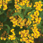 Licorice Sweet Marigold