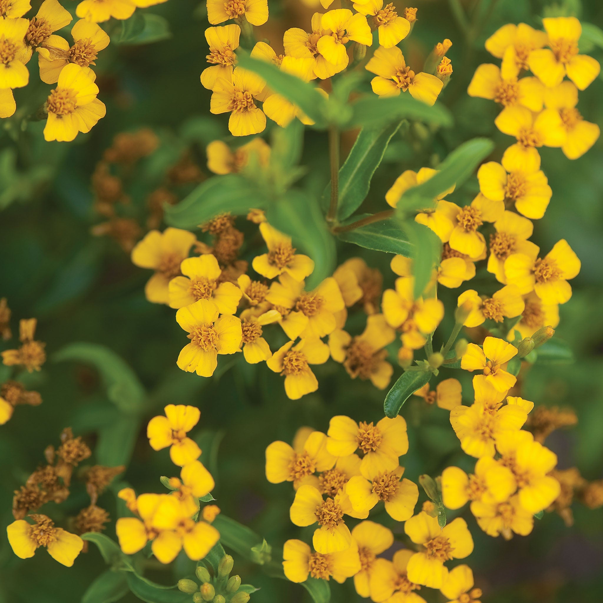 Licorice Sweet Marigold