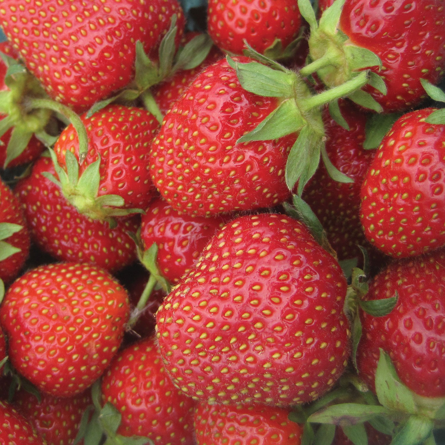 Jewel Strawberry
