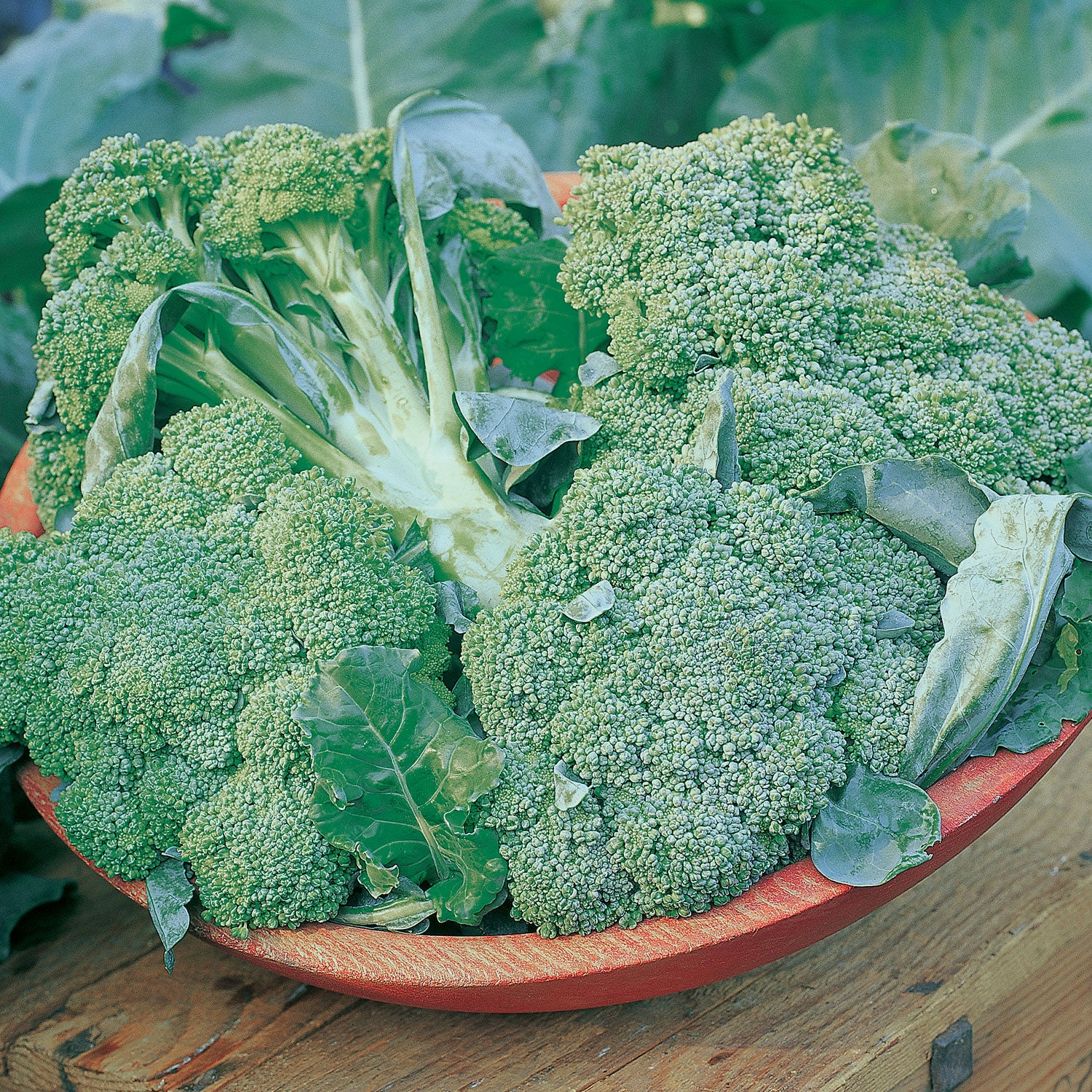 De Cicco Broccoli