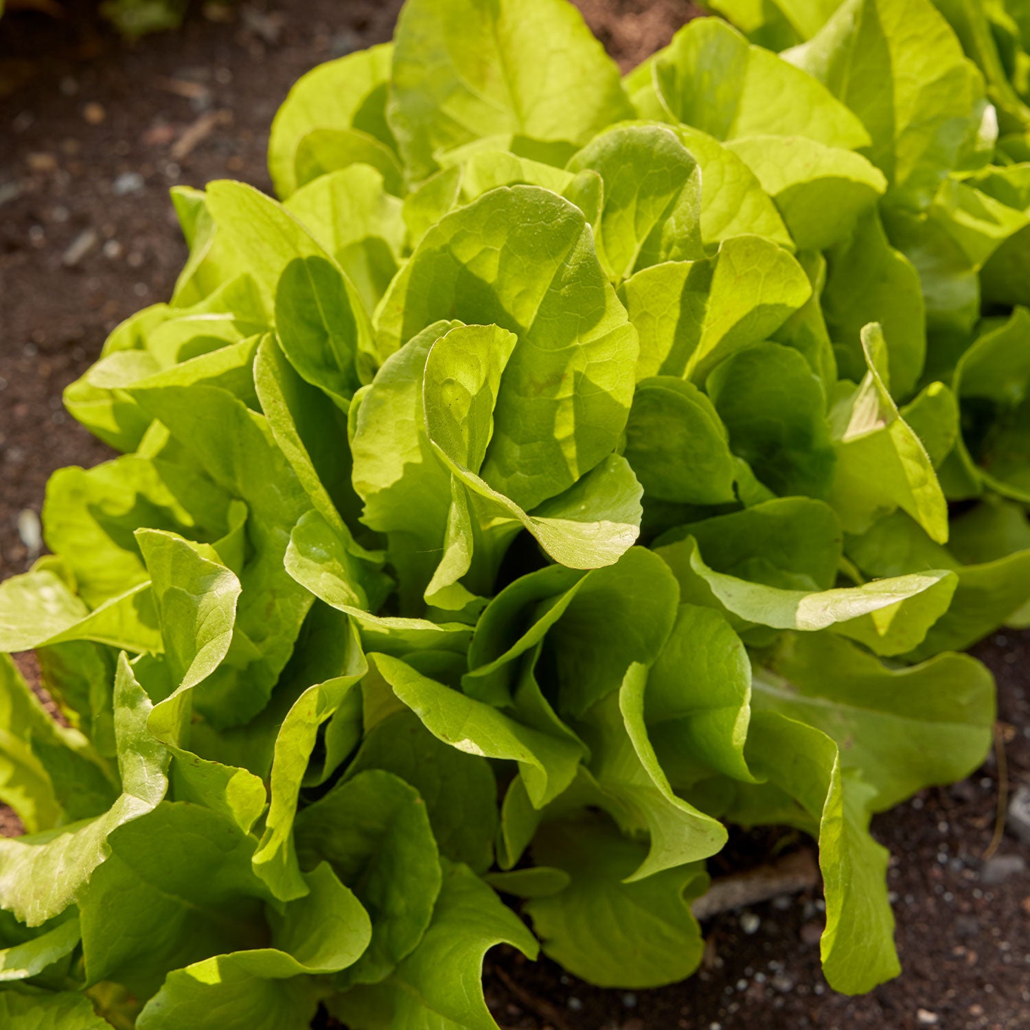 Burpee Bibb Lettuce