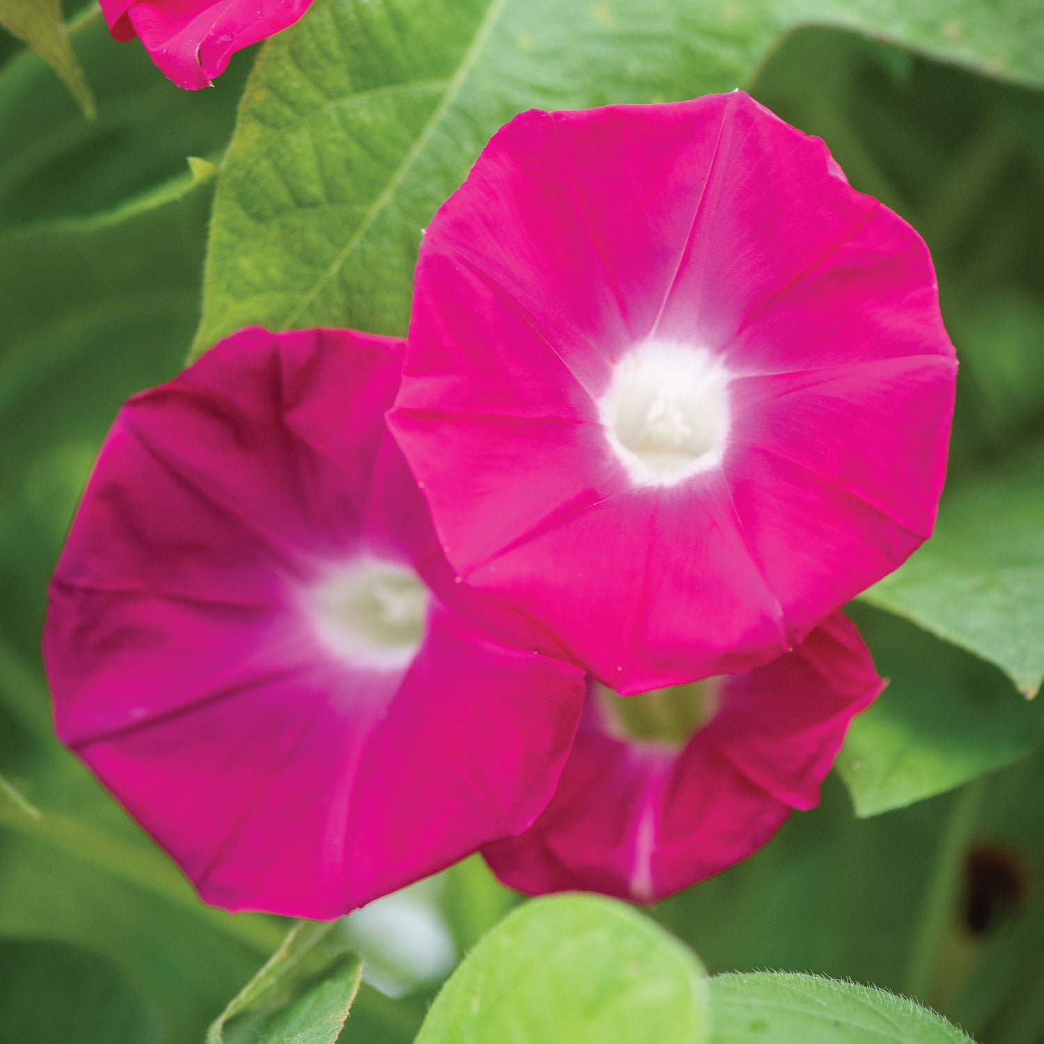 Scarlett O Hara Morning Glory