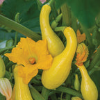 Early Summer Crookneck Squash