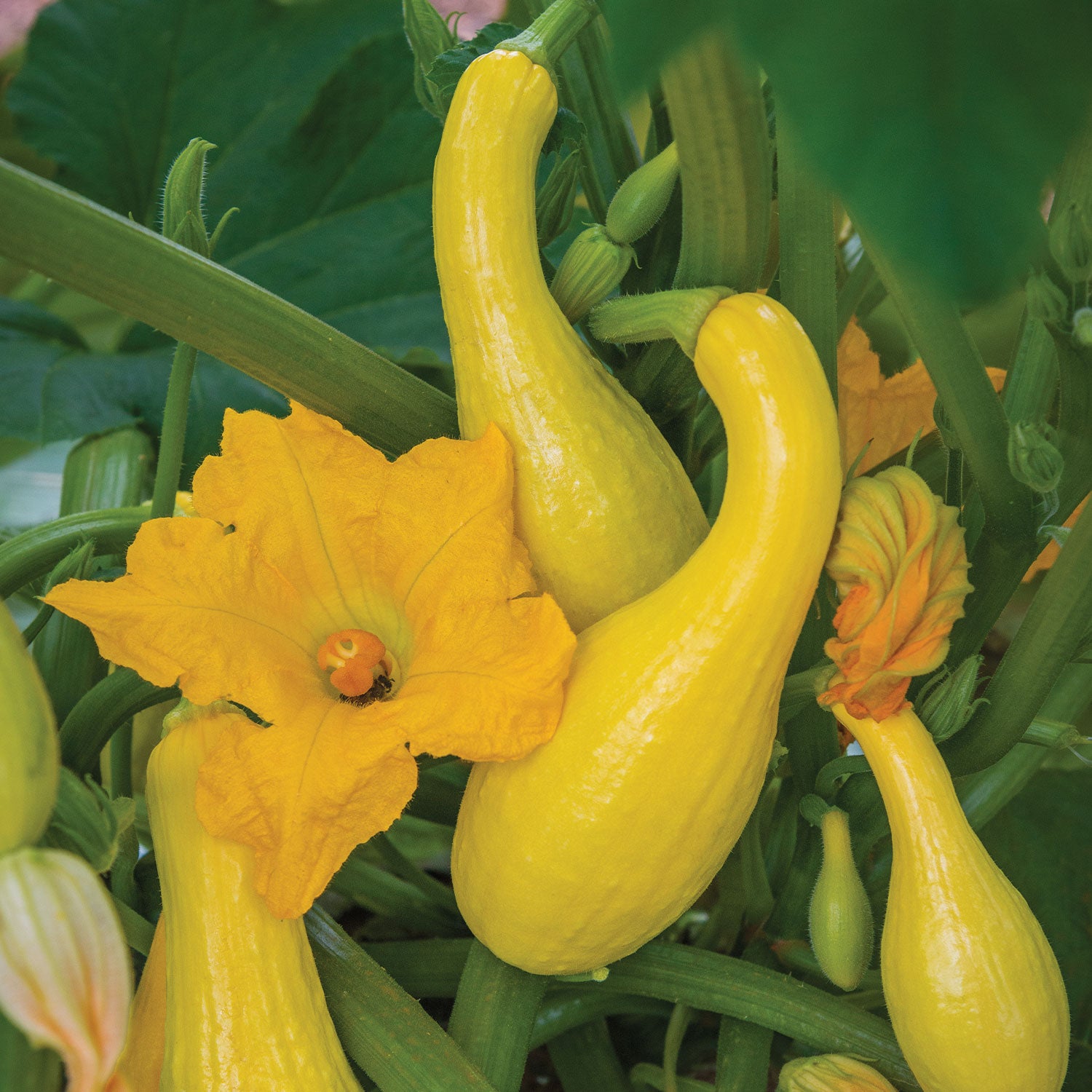 Early Summer Crookneck Squash