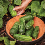 Supremo Cucumber