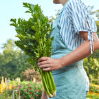 Tall Utah 52-70R Improved Celery