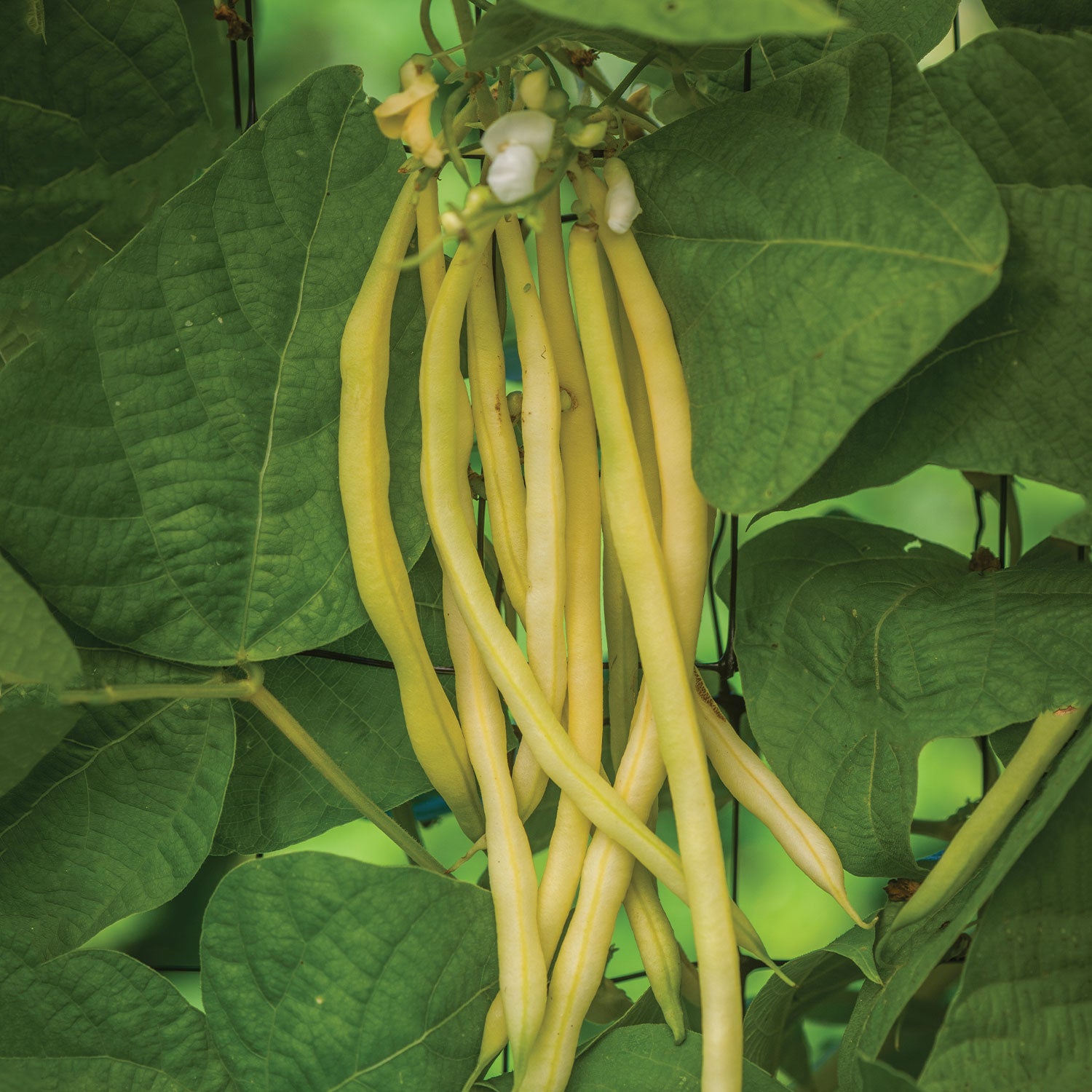 Monte Gusto Pole Bean
