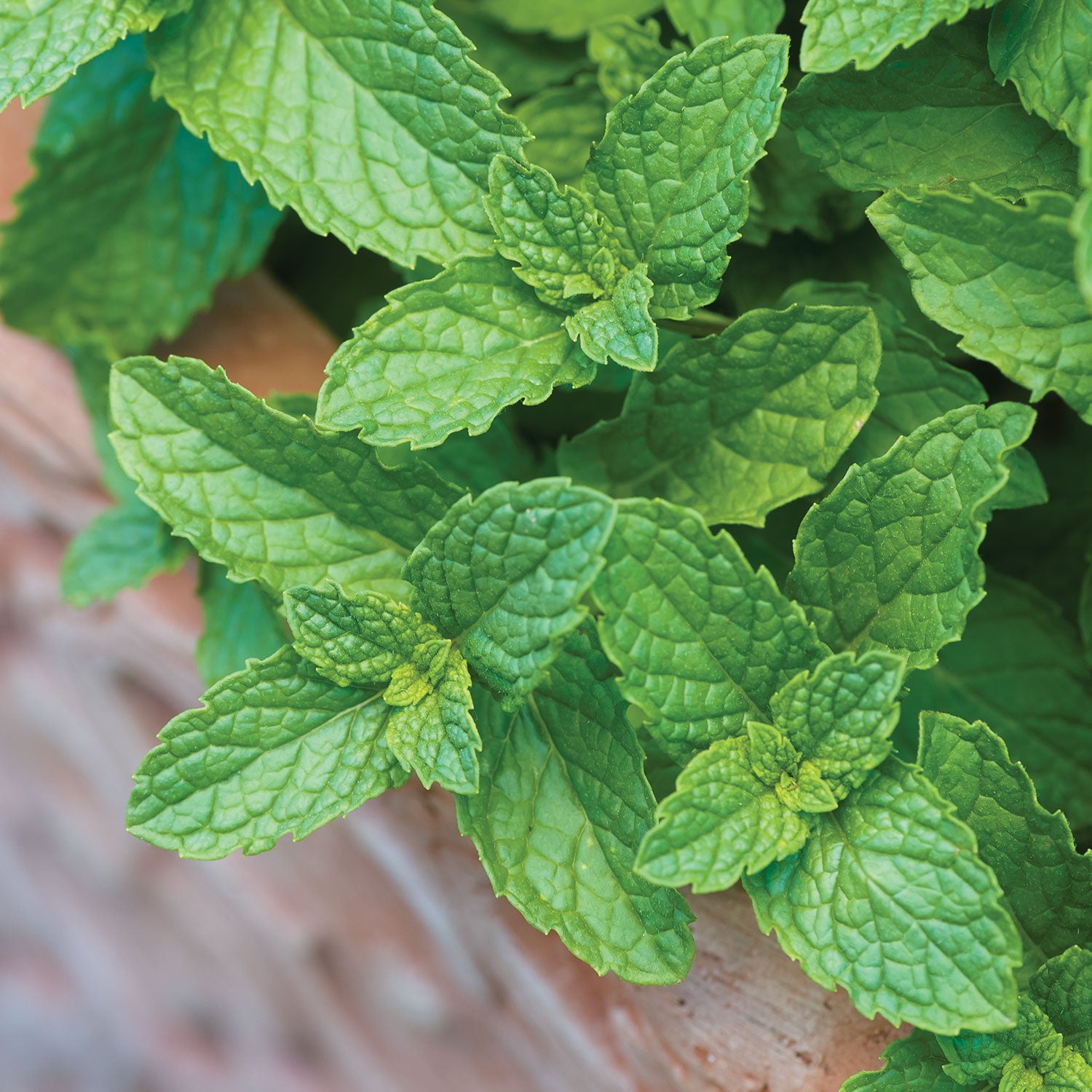 Spearmint Mint