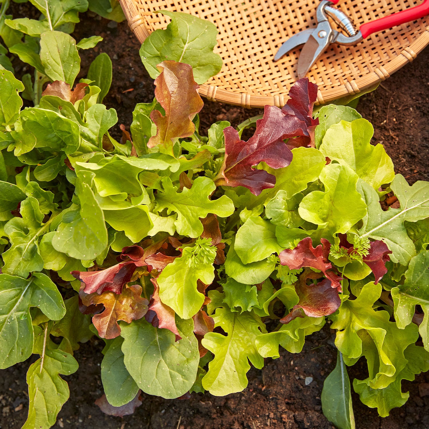 Classic Mix Mesclun