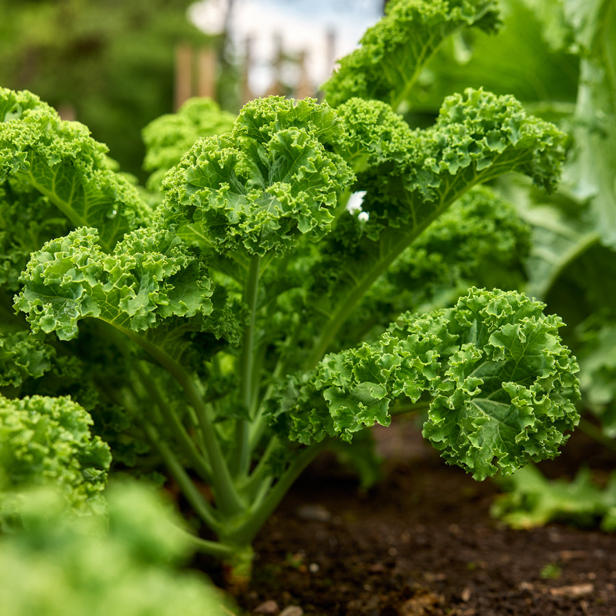 Kaleidoscope Kale
