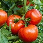 Heatmaster Tomato