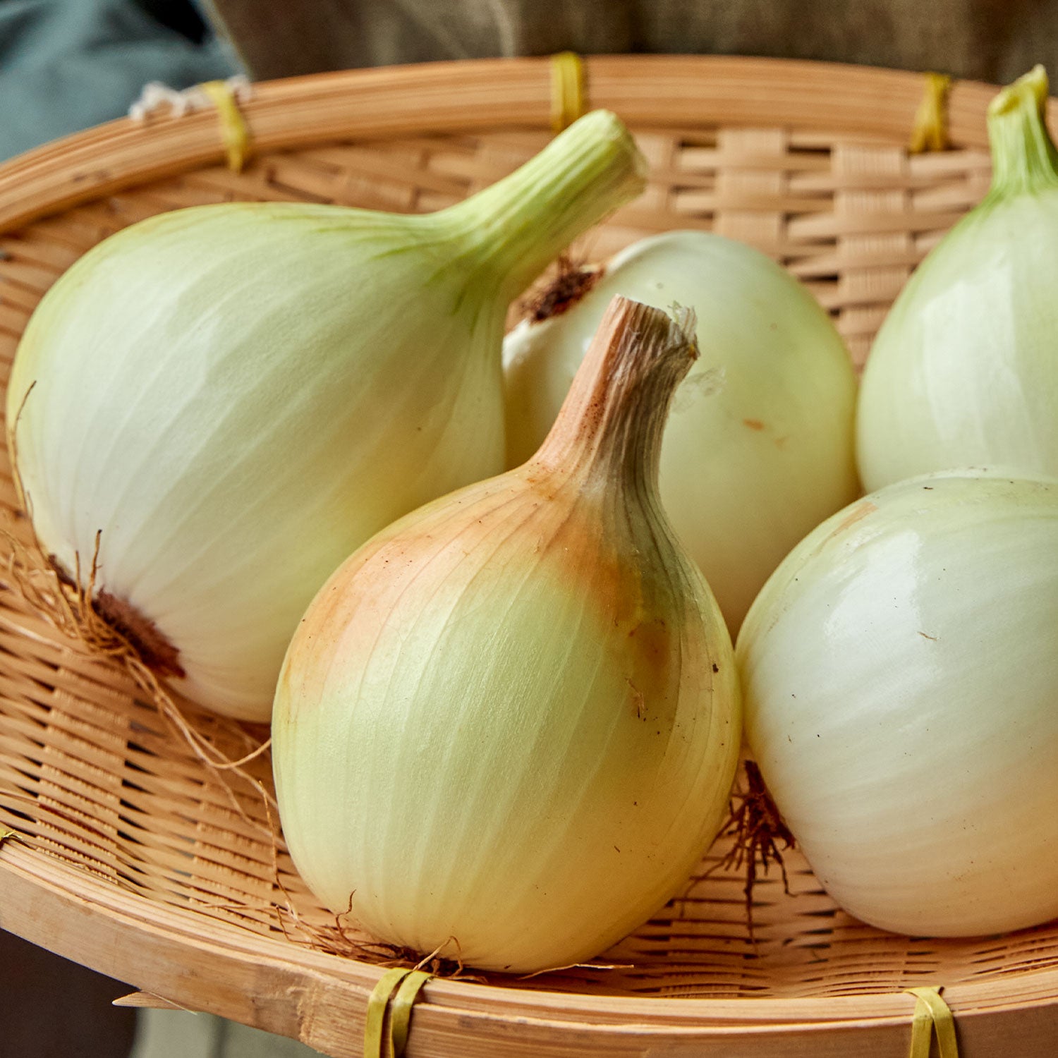 Texas Supersweet Onion
