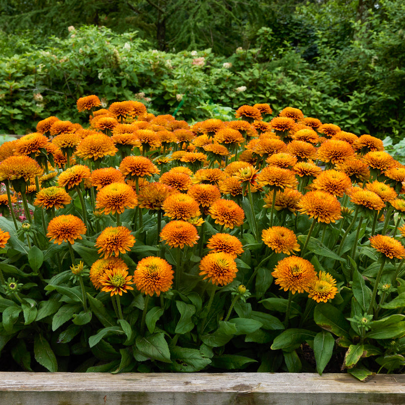 Solar Sisters™ Rudbeckia