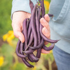 Purple Queen Bush Bean