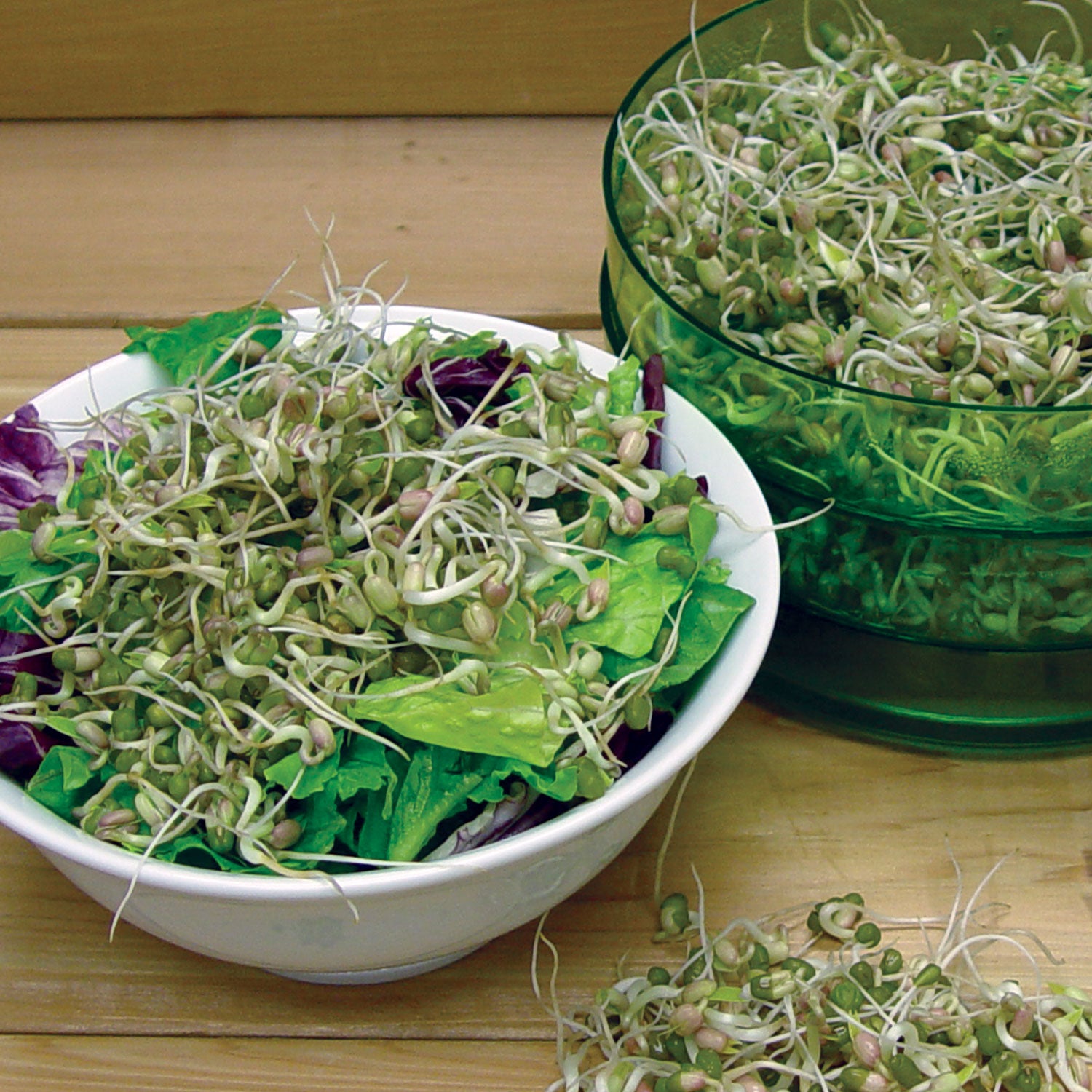 Mung Bean Sprout