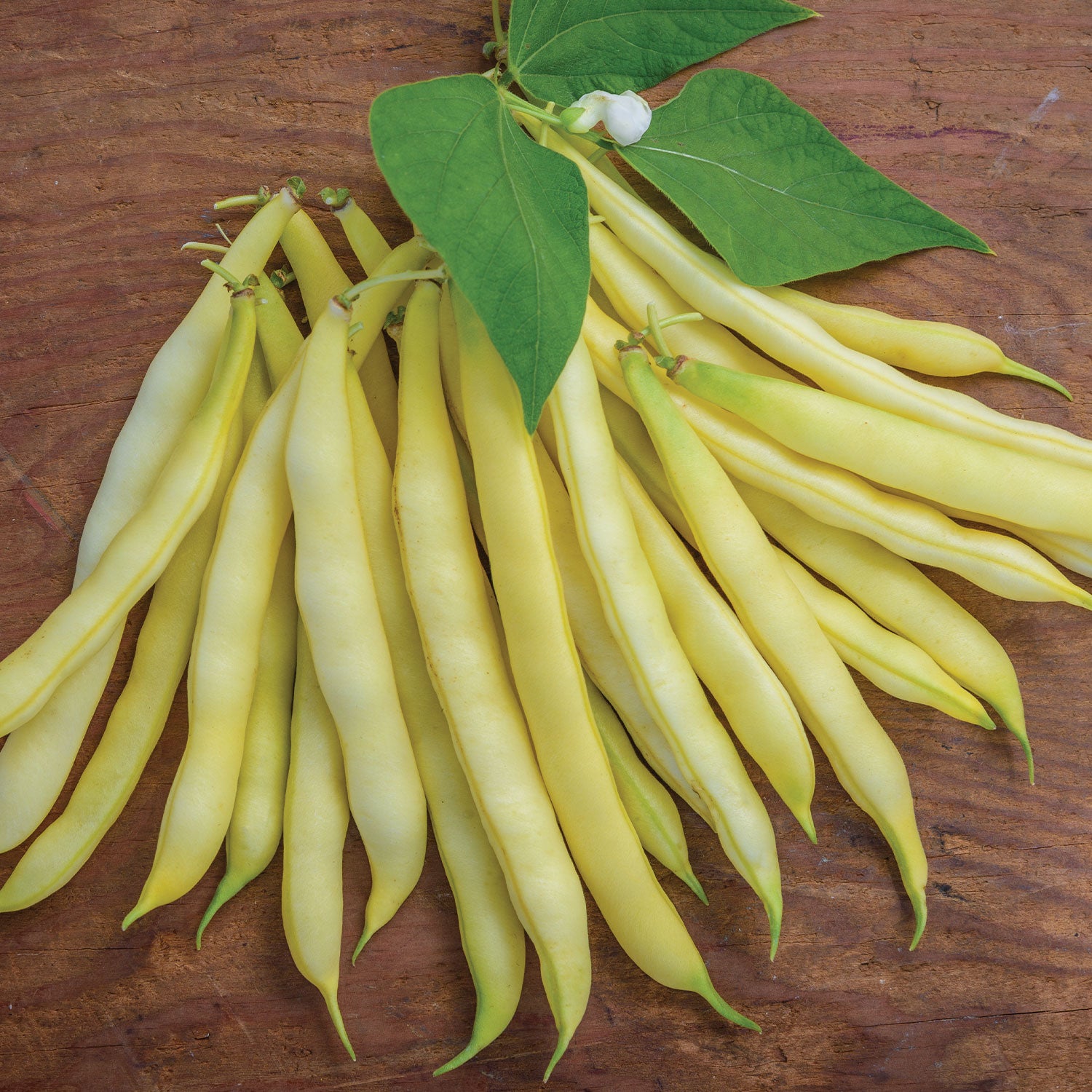 Golden Wax Organic Bush Bean