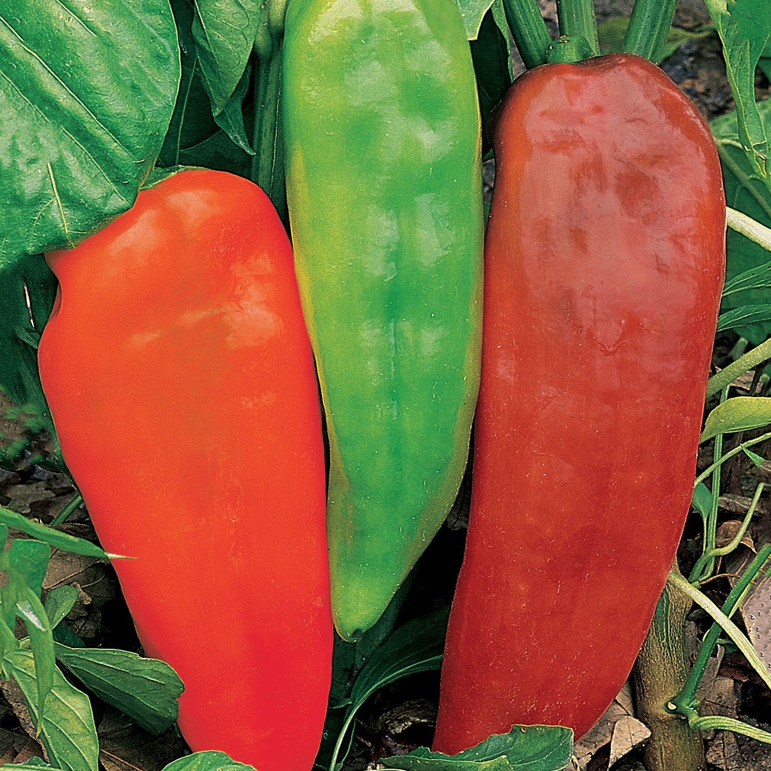 Corno di Toro Sweet Pepper
