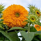 Honey Bear Sunflower