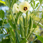 Clemson Spineless Okra