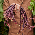 Asparagus Red Podded Bean