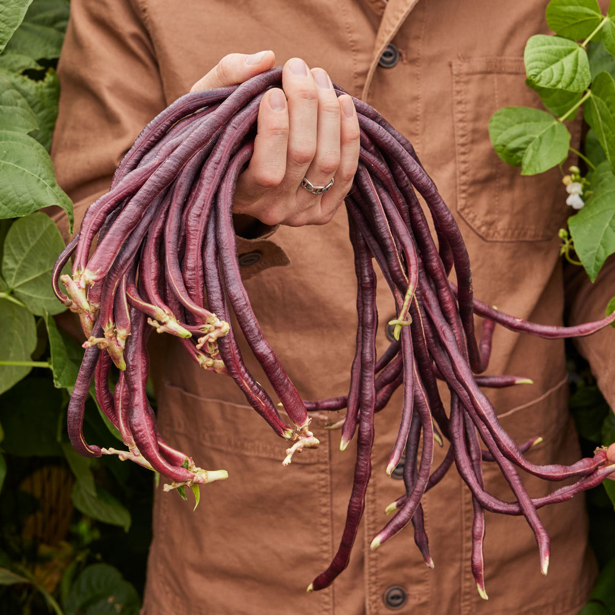Asparagus Red Podded Bean